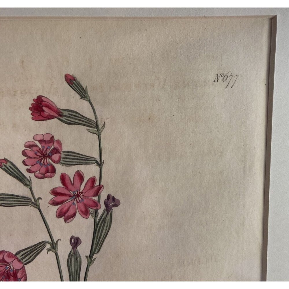 Curtis Botanicals 1803 Number #677 Silene Vespertina Morocco Catchfly - Picture 3 of 3
